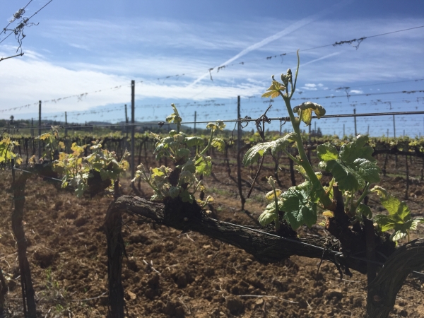 VITE - INFORMAZIONE TECNICA #2