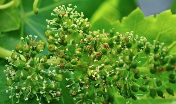 LINEA TECNICA NUTRIZIONALE 2018 #4