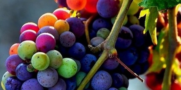 VITE - INFORMAZIONE TECNICA #3